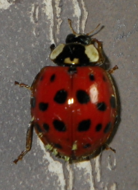 Harlequin Lady Beetle